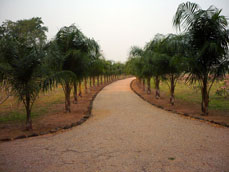 Avenue of Hybrid Palms