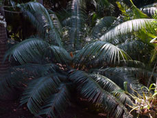 Cycas Sp Ex Irian Jaya