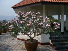 Miniature White Plumerias