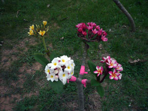 Grafted Rainbow Tree